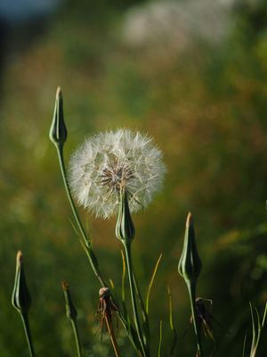 Gone to seed