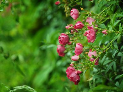 Roadside roses
