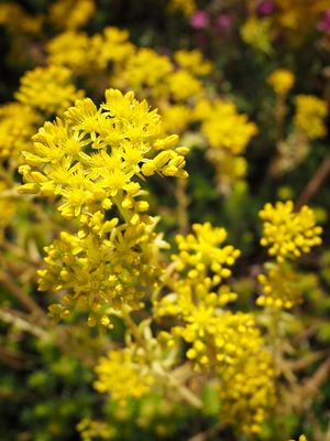 Mellow yellow
