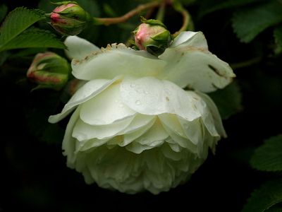 Even the roses are crying