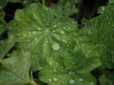 Raindrops