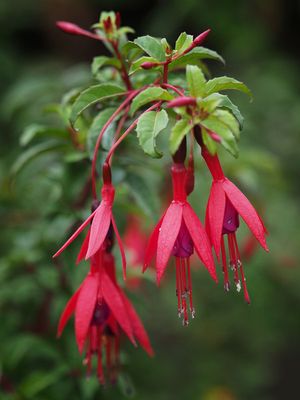 Fuchsia