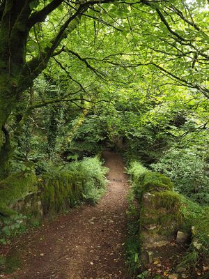 Forest walk