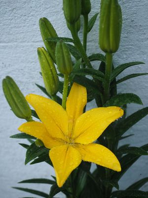 Lily 