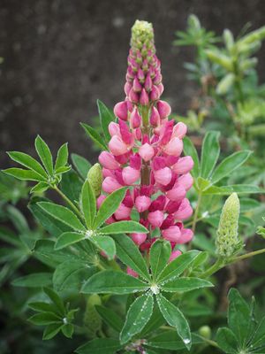 Lupin