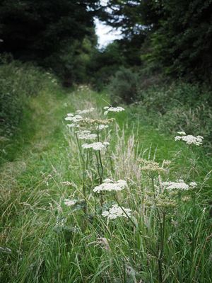 The path less travelled