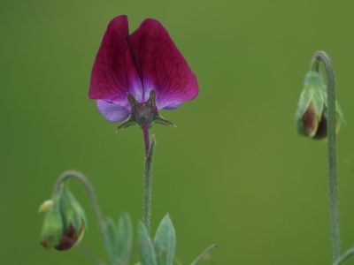 Sweet peas