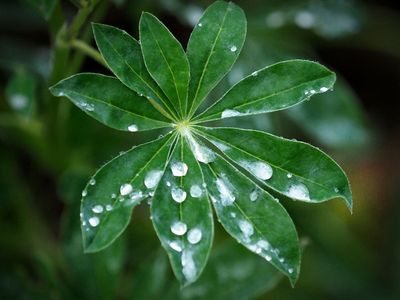 Raindrops