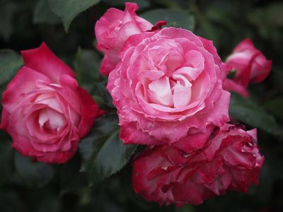 Pink roses