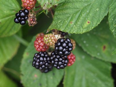 Blackberries