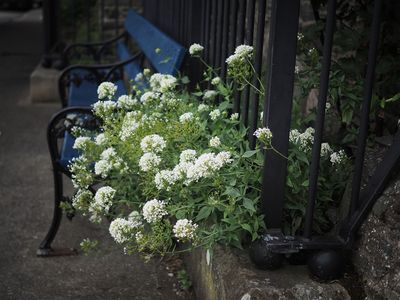 Castle flowers 