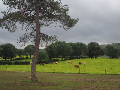 Lush pastures