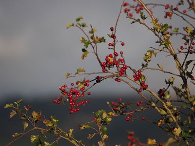 Hips and haws