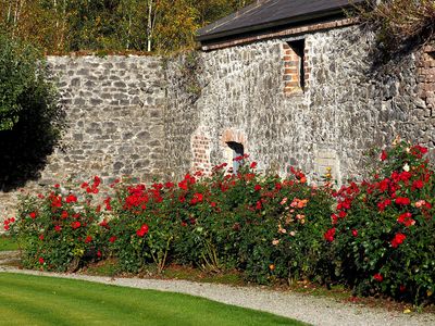 Autumn roses