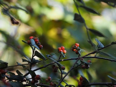 Berries