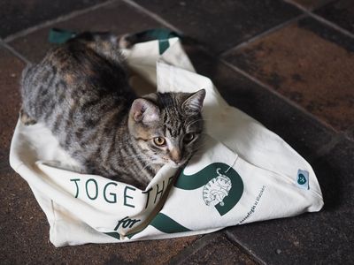 The cat's out of the bag