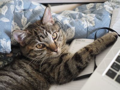 A helping paw
