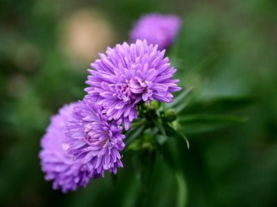 Michaelmas daisies