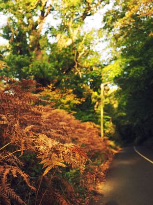 Autumn colours