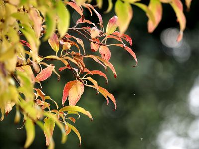 Changing colours