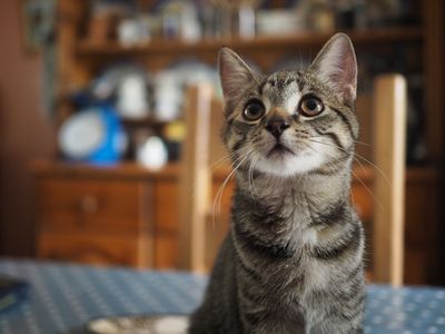 Bella