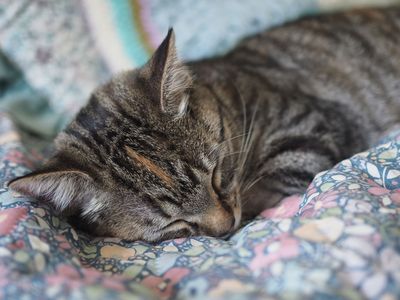 Napping