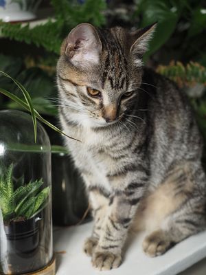 Going to attack the houseplants