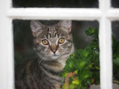 Wistful