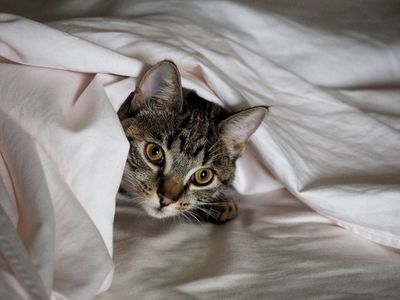 Helping to make the bed
