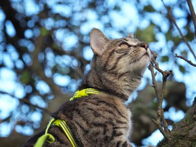 Climbing