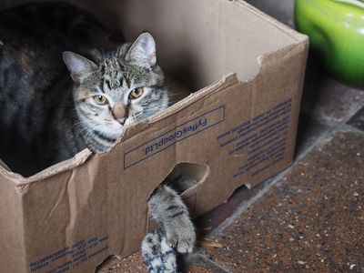 Life is more fun with a box