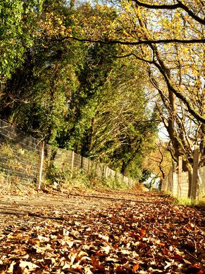 Autumn leaves