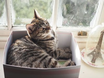 Royal box