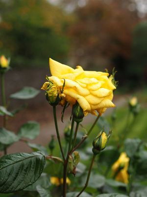 Mellow yellow