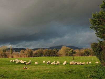 Sunday sheep