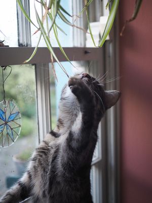 No plant is safe