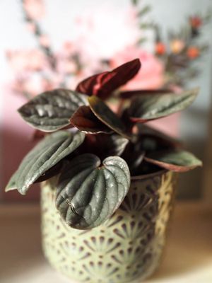 New houseplant
