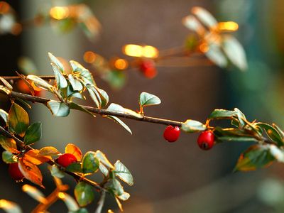 It's beginning to look a lot like...