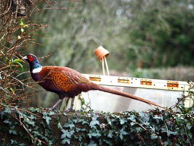 Pheasant