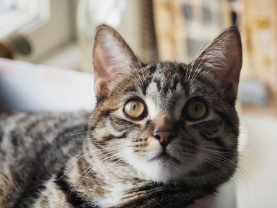 Caturday