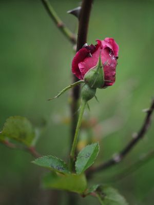 Late bud
