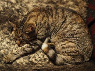 Camouflage 