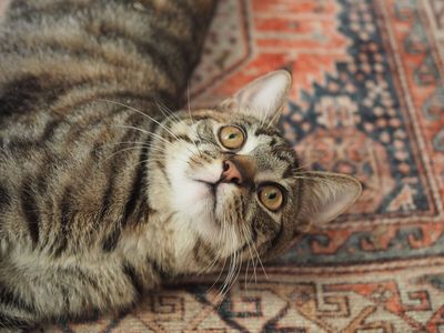 The cat wouldn't sit on the mat