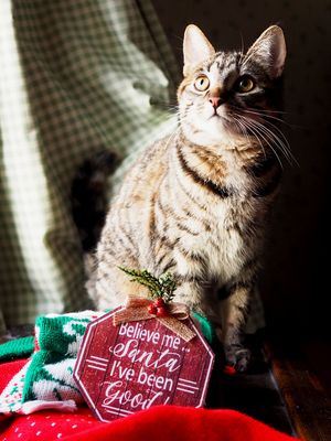 Dear Santa.....