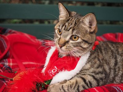 Bella's first Christmas