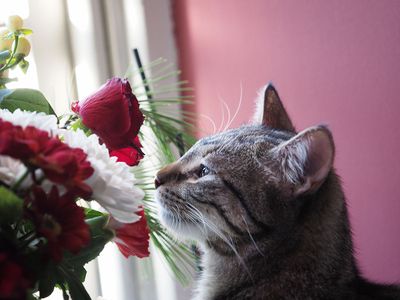 Bella takes time to smell the flowers