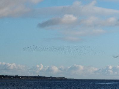 Murmuration