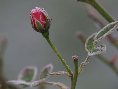 Iced rosebud