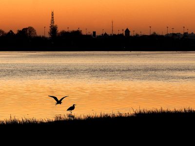 Herons
