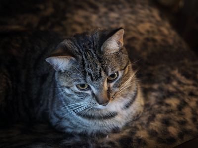 The cat and the cushion